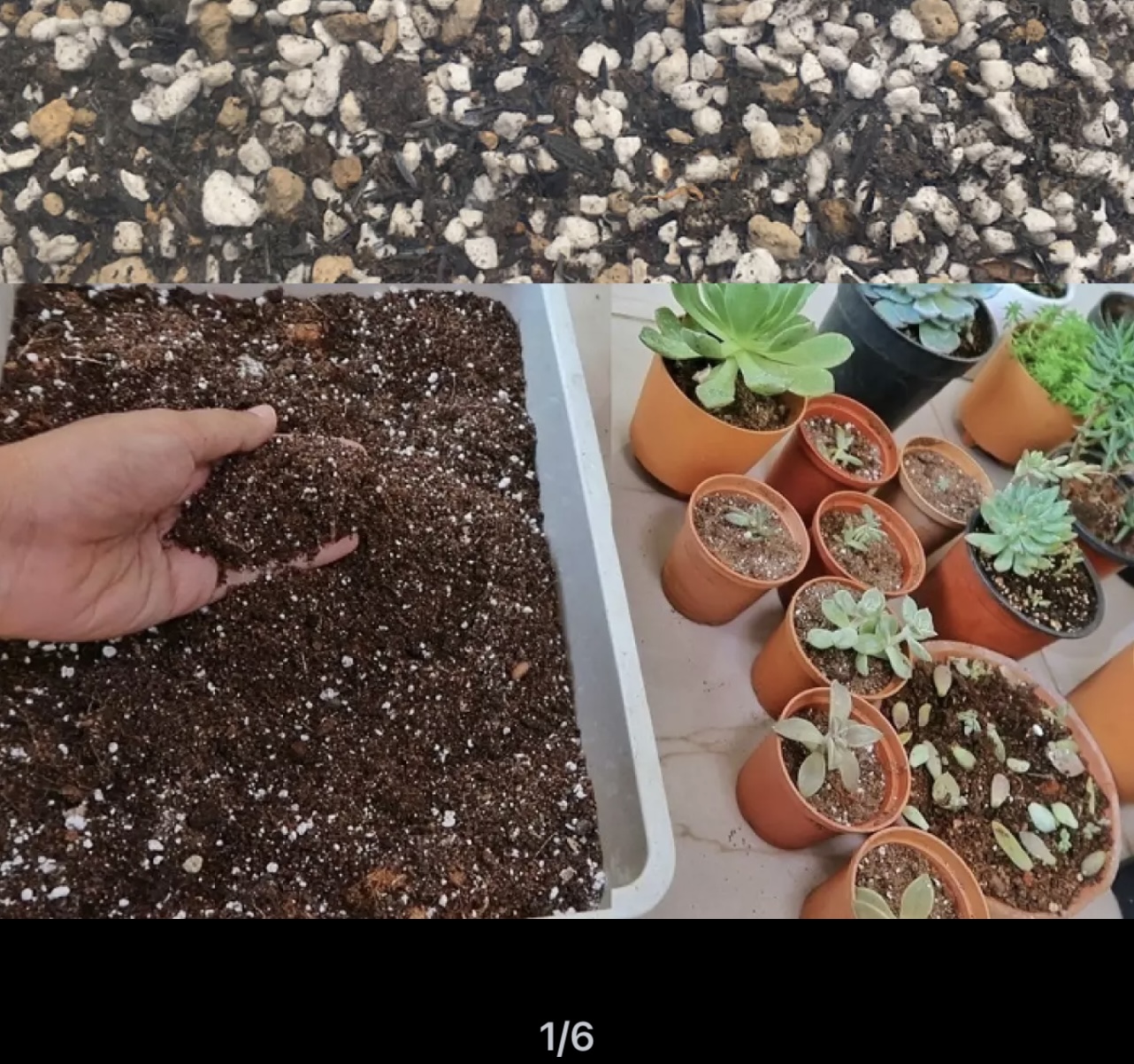 Đất Nền Trồng Sen Đá