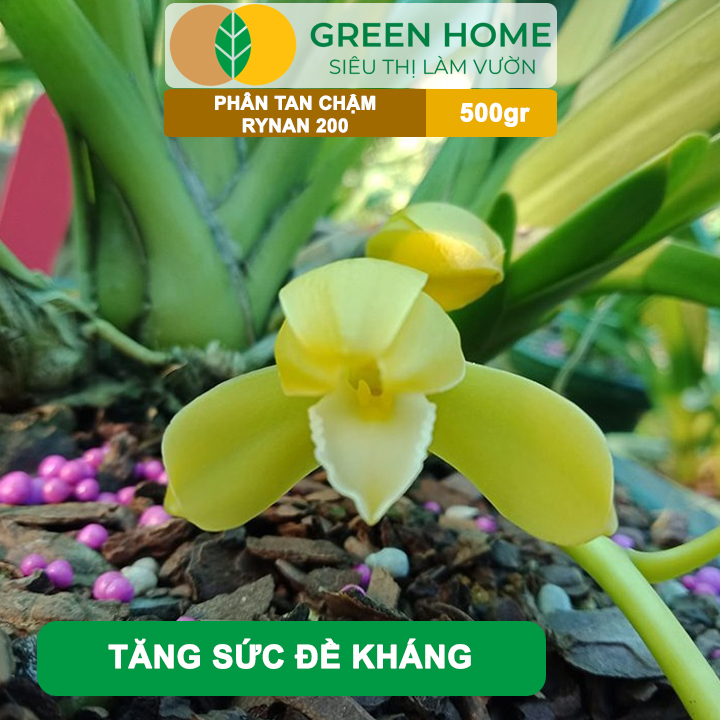 Phân Tan Chậm GreenHome, Rynan 200, Bao 500gr, Dành Cho Giai Đoạn Phong Lan Cây Con, Kích Chồi