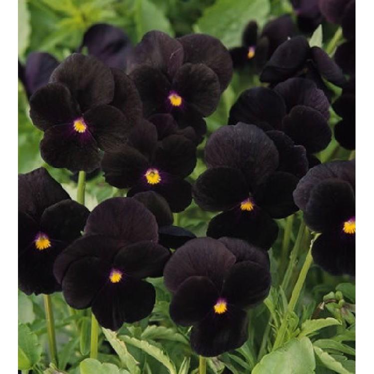Hạt giống hoa pansy hoa cánh đơn nhiều màu 100 hạt/gói