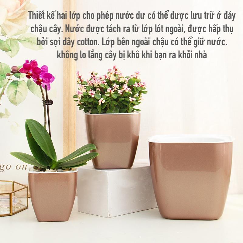 Chậu cây để bàn Oliz G1. Chậu trồng cây tự tưới. Decor nhà cửa, văn phòng, bàn làm việc