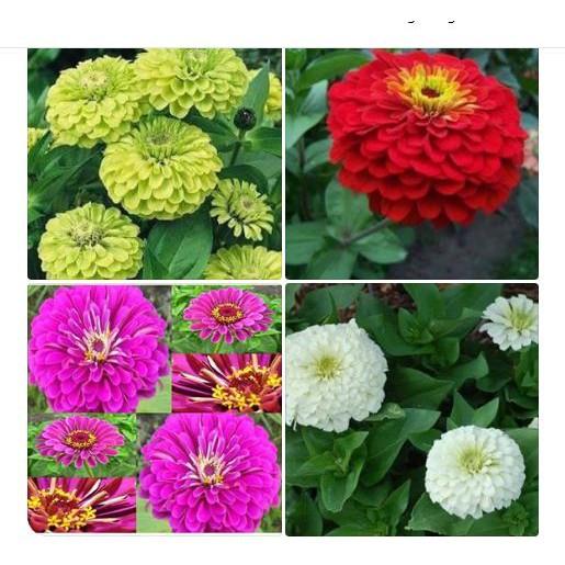 Hạt giống hoa cúc lá nhám mix màu - 50 hạt/gói