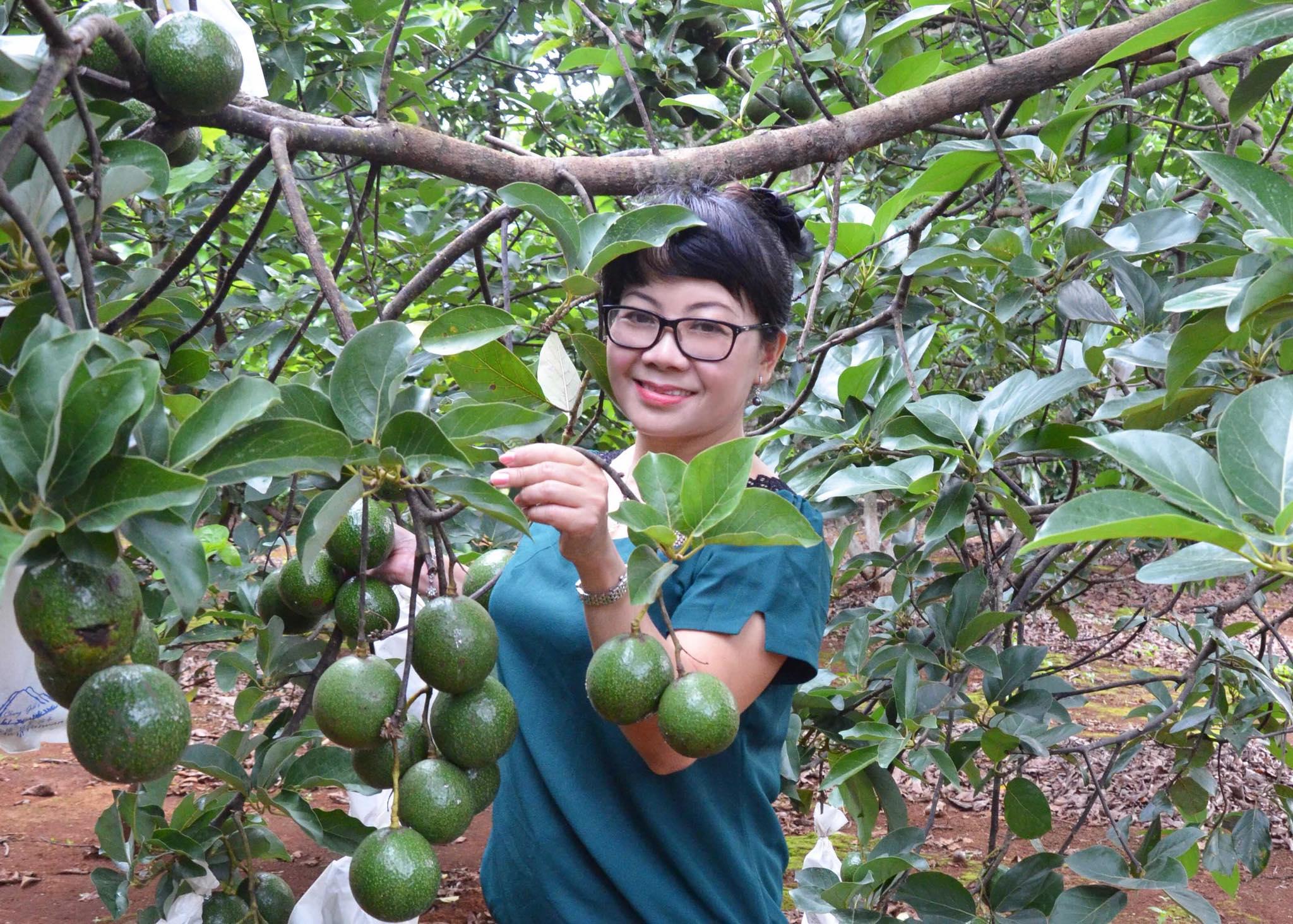 Cây giống Bơ Booth 7