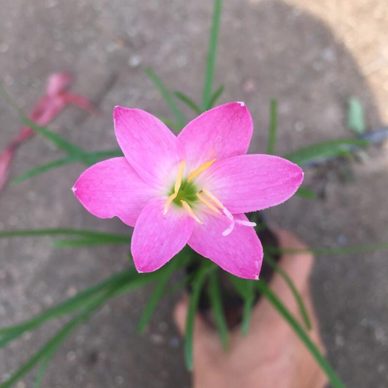 Cây tóc tiên trồng bịch đen