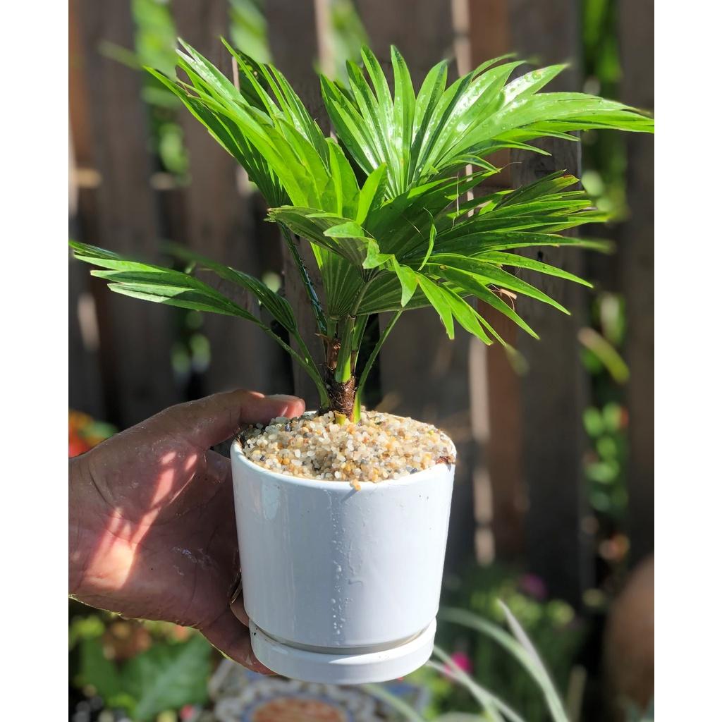 Chậu sứ cây Cọ Pháp trang trí trong nha