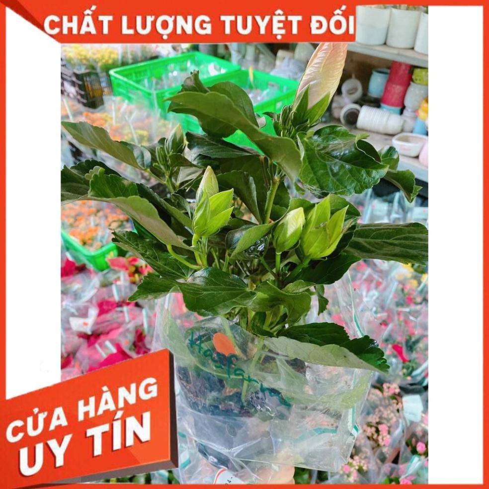 Hoa Dâm Bụt MiNi Nhiều Người Mua