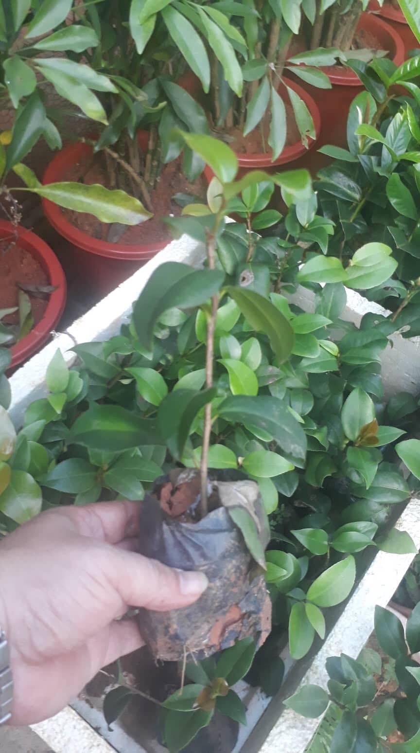 Cây giống TRÀ MY TRẮNG