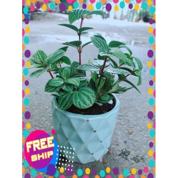 Chậu Cây Kim Cương Hột Xoàn