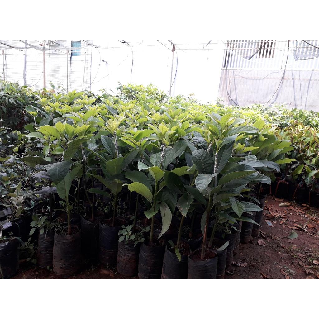 CÂY GIỐNG BƠ LÙN THANH SƠN ca0 1m