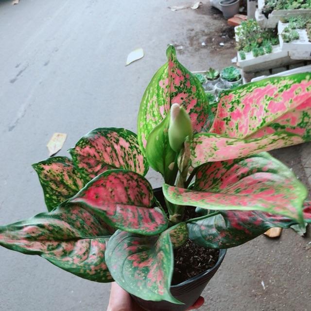 Hoa vạn lộc
