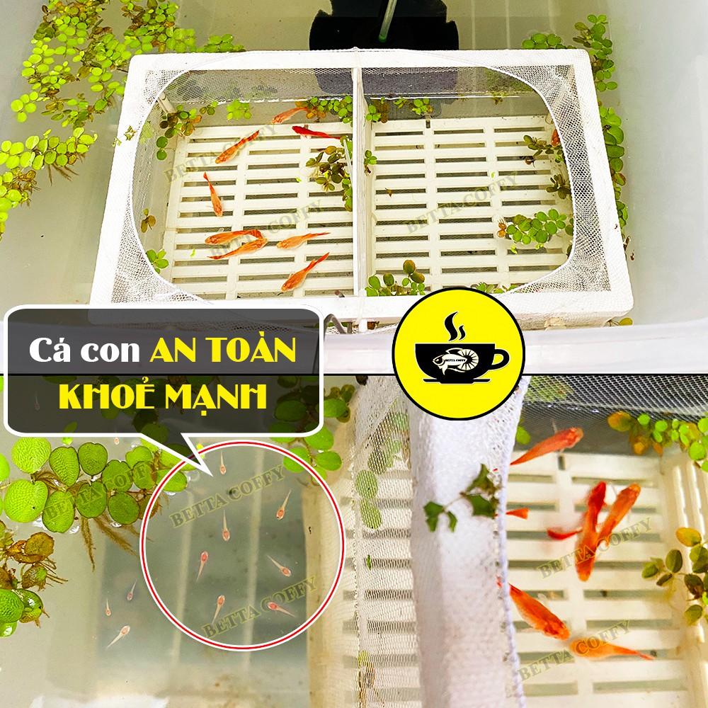 Lồng Đẻ Vải Nhỏ Lớn cho cá cảnh Cá Bảy Màu Guppy