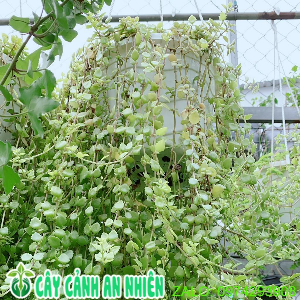 Chậu Thằn Lằn Đá