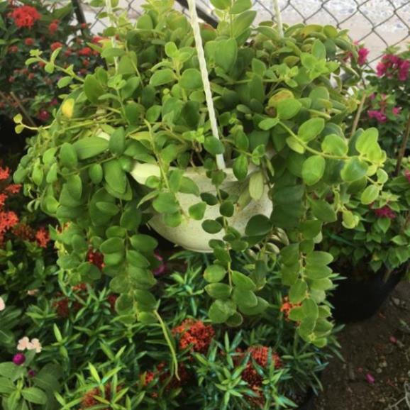 Lan son môi lá nhỏ