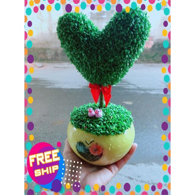 Chậu Cây May Mắn Trái Tim