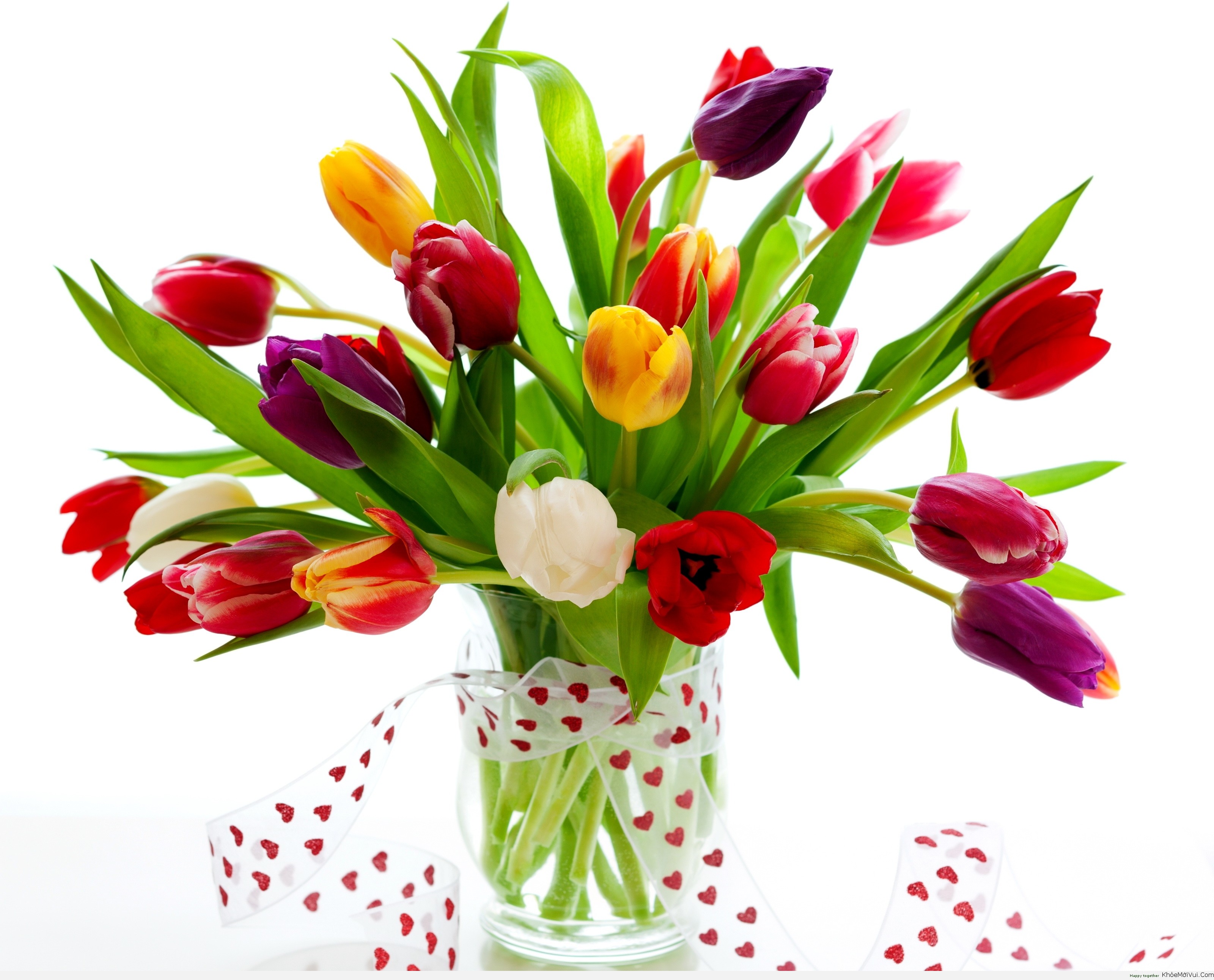 Set 5 củ giống hoa tulip mix 5 màu ( 5 màu đỏ , vàng , cam,tím sọc , trắng đỏ lửa )