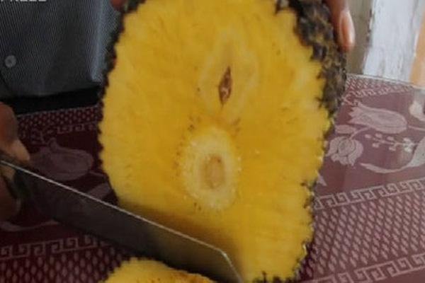 Cây Mít không hạt ra trái sau 15 tháng