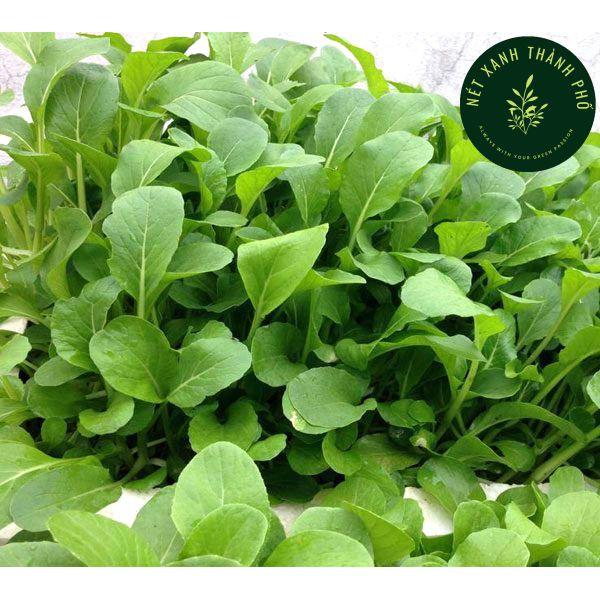 Hạt giống Cải ngọt bông ăn non, 20gr, cải ngồng ăn non, thu hoạch sau 15 ngày