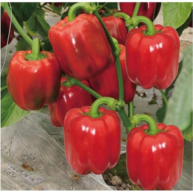 Hạt Giống Ớt Chuông Ngọt F1 Đỏ KNS3371 - Gói 10 hạt