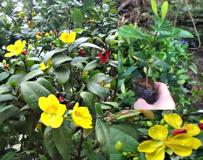 CÂY MAI TỨ QUÝ - HOA CỰC ĐẸP - HÀNG CÂY GIỐNG GỬI ĐI NGUYÊN BẦU