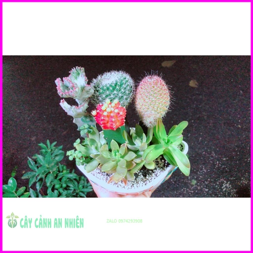 Chậu Cây Xương Rồng Tiểu Cảnh