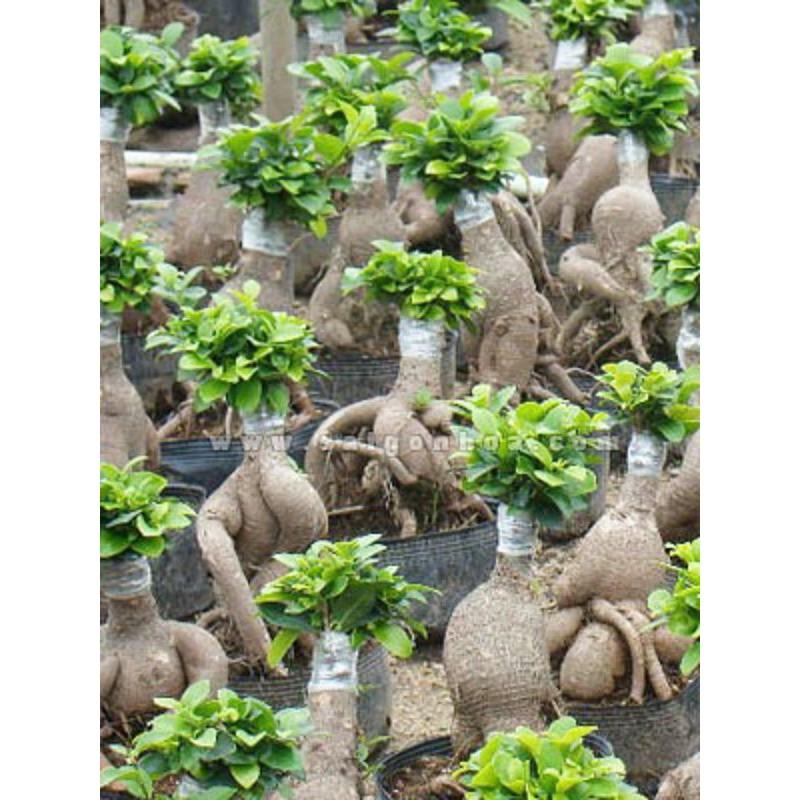 CÂY SANH LÙN NHẬT BONSAI MIMI SIÊU ĐẸP, CÂY PHONG THỦY ĐỂ BÀN VƯỢNG KHÍ CHO GIA CHỦ