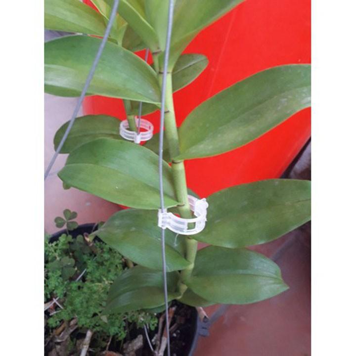 Vòng tròn cố định hoa lan và cây cảnh - gói 200 cái