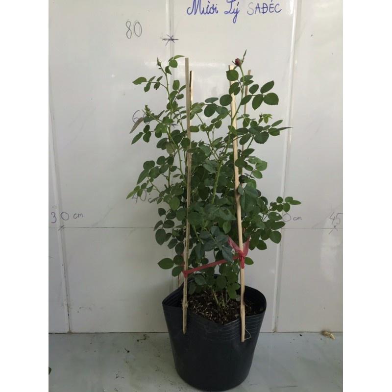 Hoa hồng Dream Light- bầu to cây lớn trưởng thành