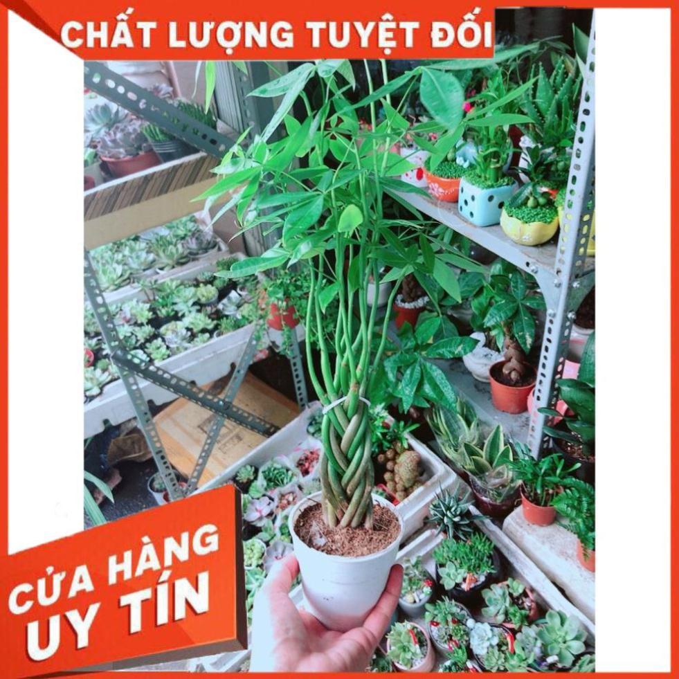 Cây Kim Ngân Bím 5 Thân Nhỏ