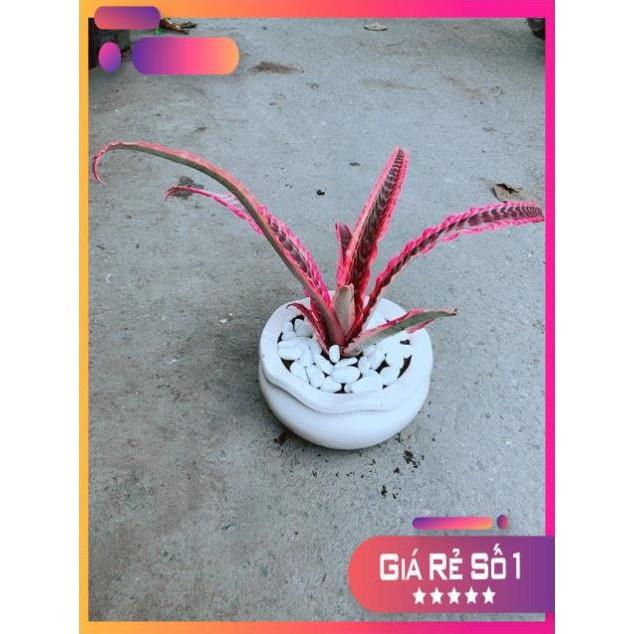 Chậu Cây Dứa Nữ Hoàng