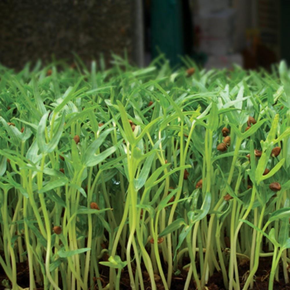 Combo 2 gói Hạt Giống Mầm Rau Muống Thái Lan-gói 50 gram