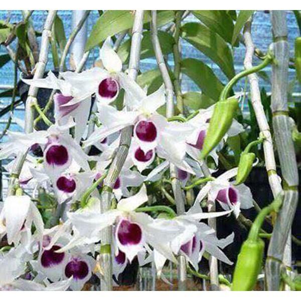 Bộ dao chiết ghép cành 14 lưỡi C -Mart