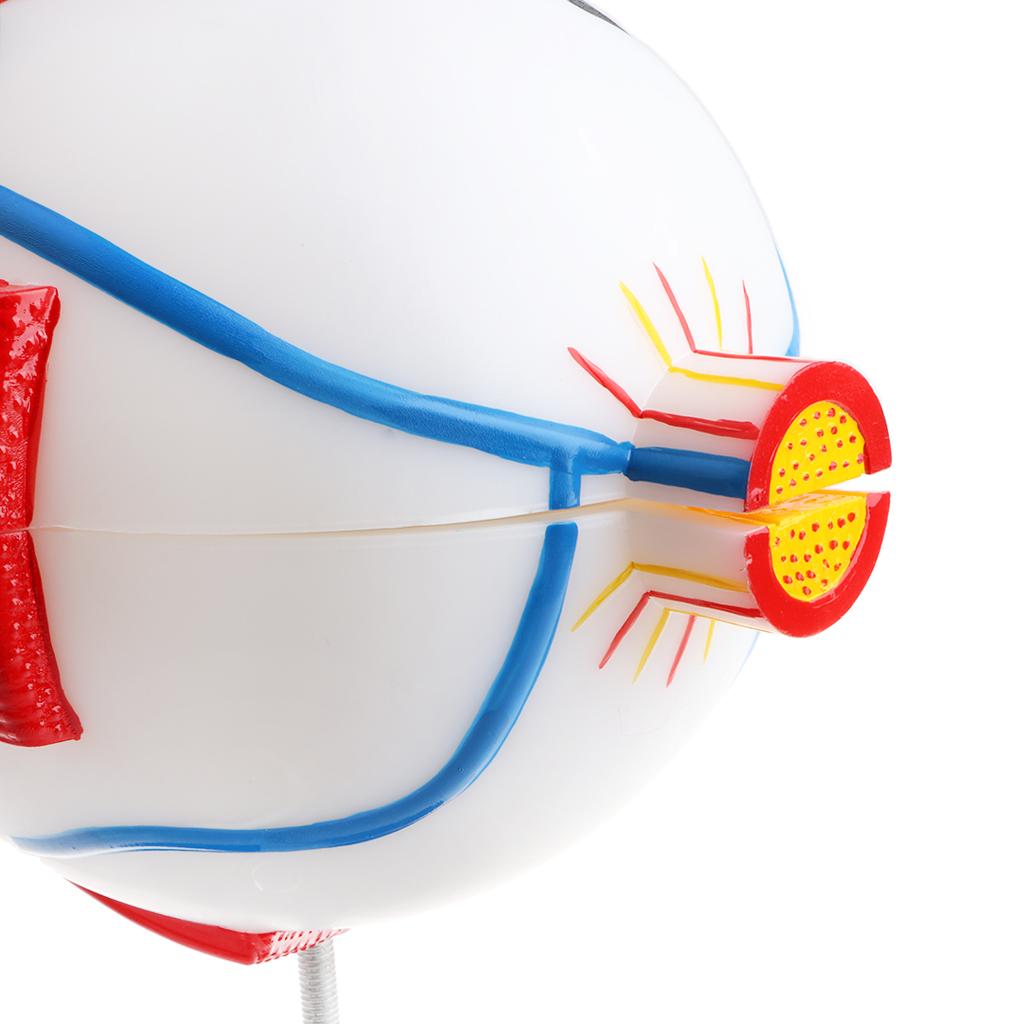 Large Sized Human Eye Ball Model Anatomical Study Kit Lab Supplies