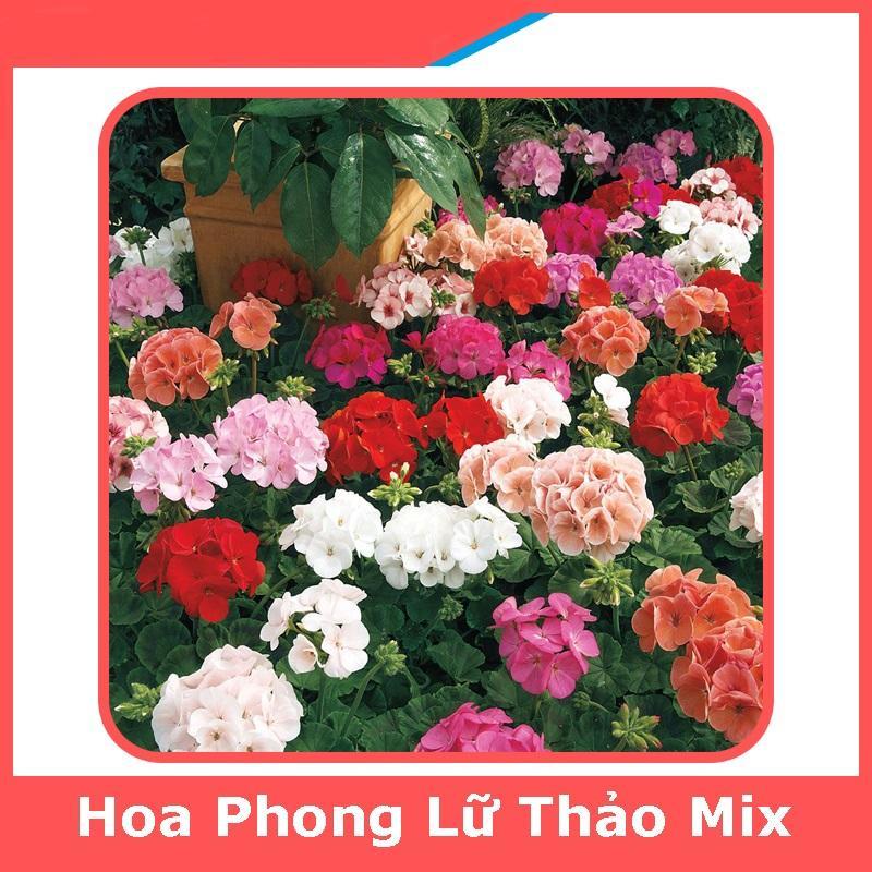 HẠT GIỐNG HOA PHONG LỮ THẢO MIX - HOA NỞ CỰC ĐẸP, CỰC DỄ TRỒNG TỶ LỆ NẢY MẦM CAO
