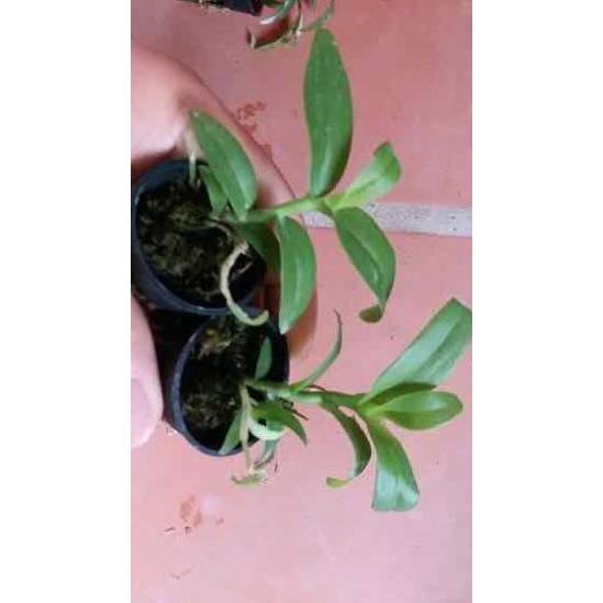 Phi điệp 5ct ho hàng giống