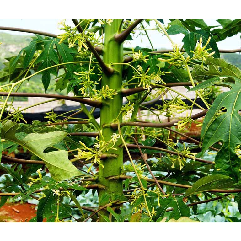 Cây Giống Đu Đủ Đực cấy mô