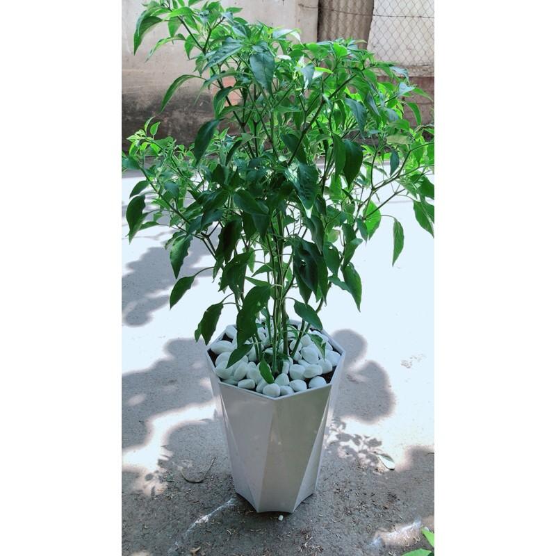 Chậu Ớt Hiểm