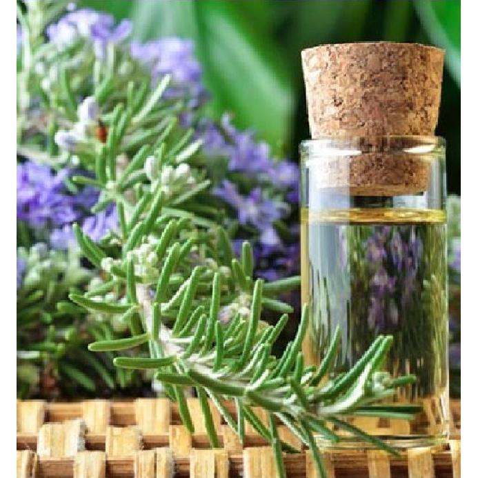 Hạt Giống Cây Hương Thảo Rosemary KNS3502 - Gói 20 hạt