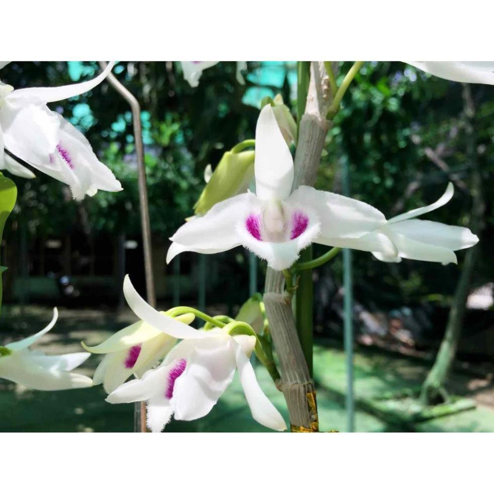 Phong lan phi điệp 5ct cánh trắng phú thọ gieo hạt