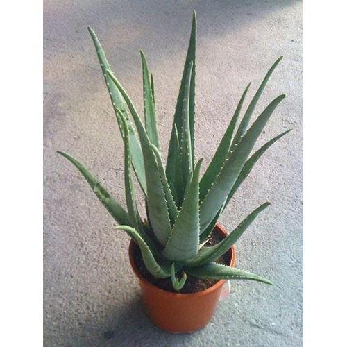 Set 5 cây nha đam thái giống loại 20-30cm