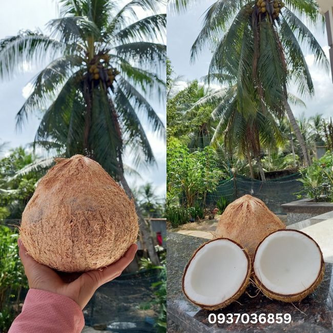 Combo 3 Trái Dừa Khô Bến Tre loại Lớn Từ 800 gram đến 1,2kg