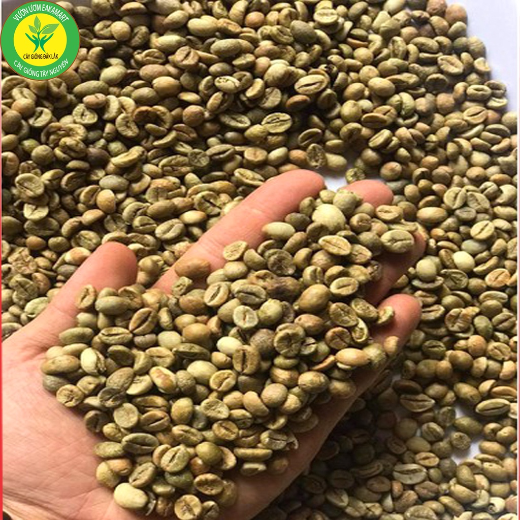Nhân CAFE Sống ROBUSTAR