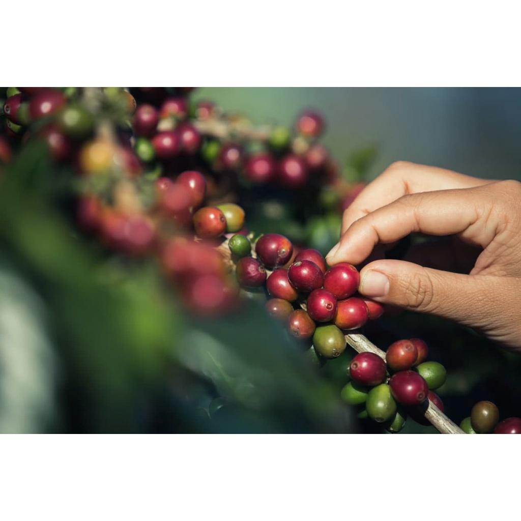 Arabica Washed - Vị đắng nhẹ, chua thanh, hương trái cây, hậu ngọt dịu - Cà phê pha phin/ Pha máy |250 - 500gr|