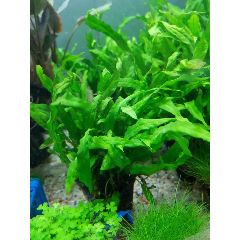 Dương xỉ mỹ nhân_ cây thủy sinh đẹp dễ trồng không cần Co2