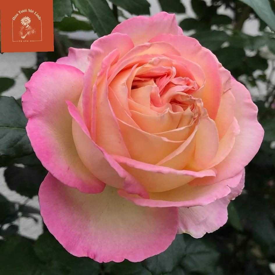 Siêu Phẩm Hoa hồng ngoại Aube Rose
