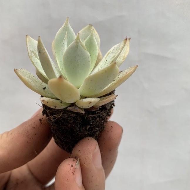 Sen đá mini 4-7cm siêu khỏe đã thuần khí hậu lỗi 1 đổi 1