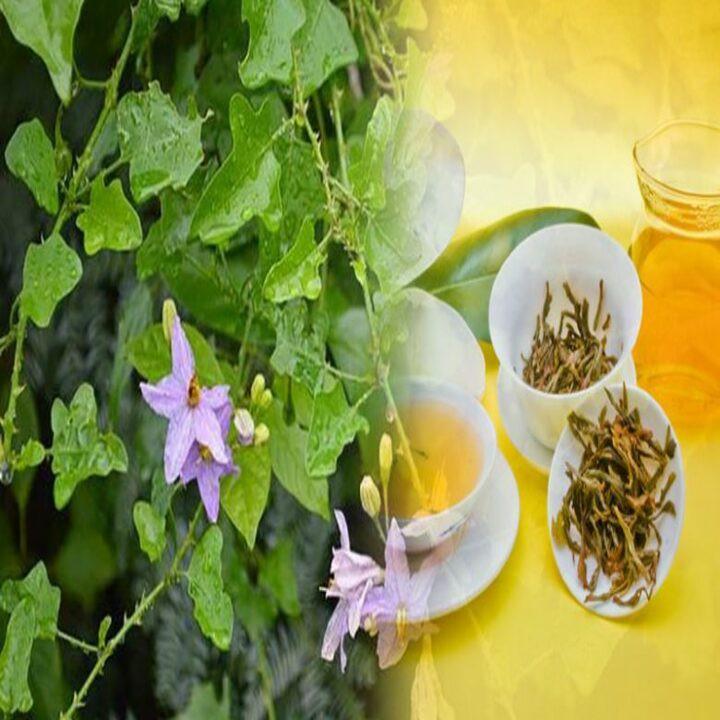 Cây dược liệu - Cây cà gai leo giống - hỗ trợ giải độc gan