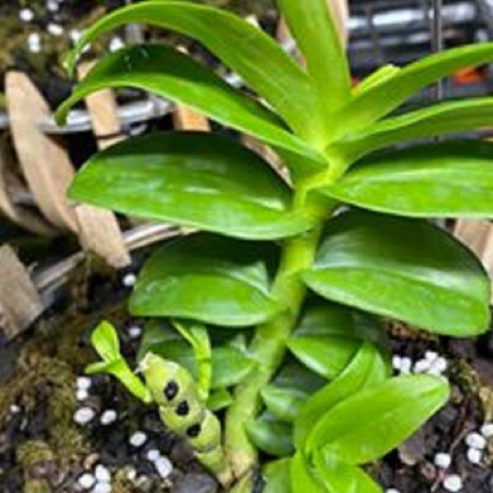 Hoa lan - trầm rừng myamar