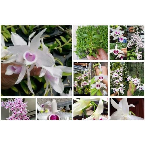 Phi điệp tím phú thọ hàng gieo hạt - PDTPTHGH