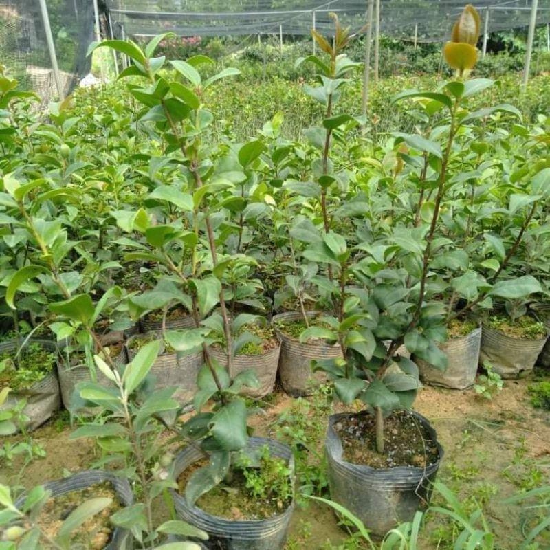 Trà mi bầu giống trồng tết có hoa