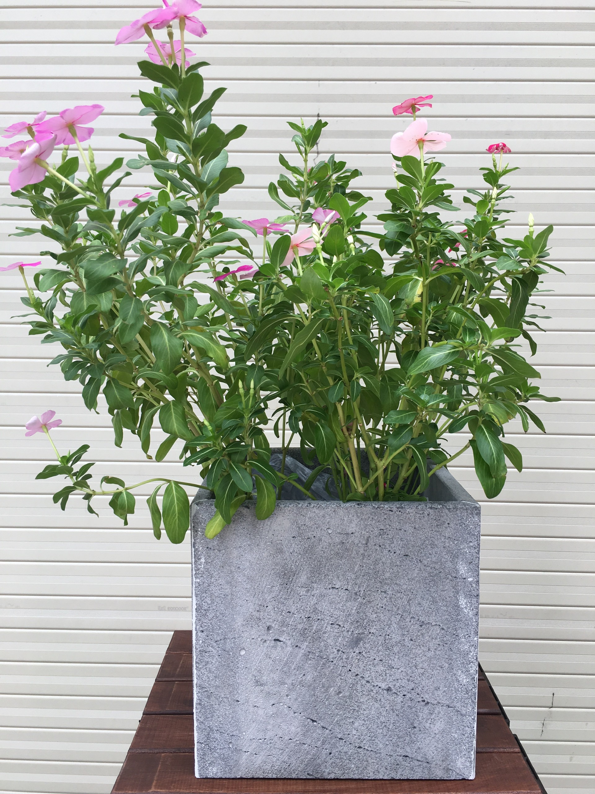 Chậu trồng hoa hình vuông 20cm bằng đá ong xám tự nhiên xinh xắn độc đáo