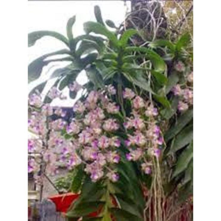 5 CÂY lan giáng hương tam bảo sắc tuyệt đẹp - GHTBS